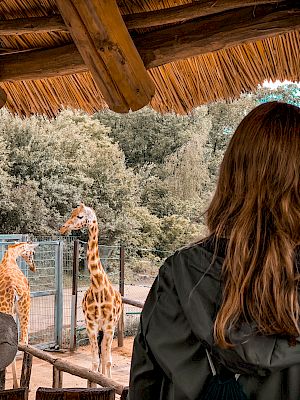 A person with long hair is seen from behind, looking at two giraffes in an enclosure with trees in the background, standing under a thatched roof.