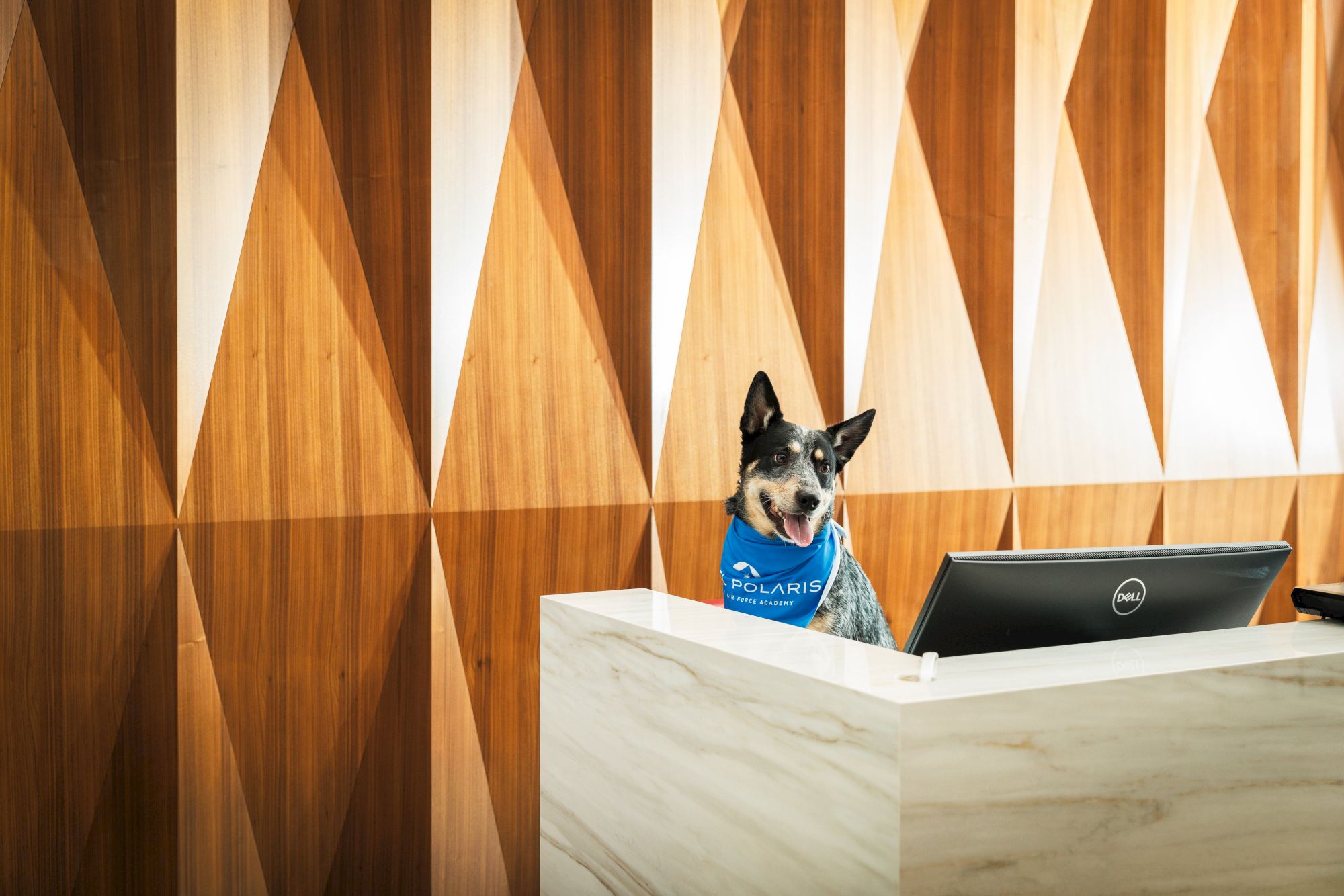 A dog wearing a blue bandana sits at a reception desk with a computer in front of a wooden geometric wall.