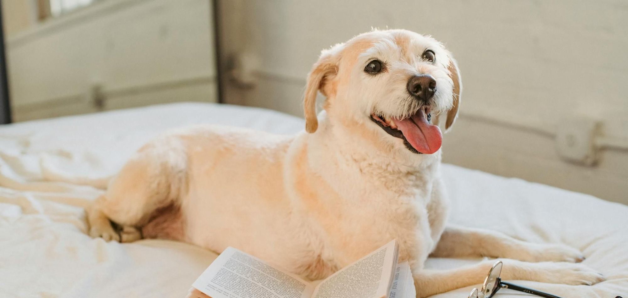 A happy dog lies on a bed with an open book and a pair of glasses placed beside it, looking content and relaxed with its tongue hanging out.