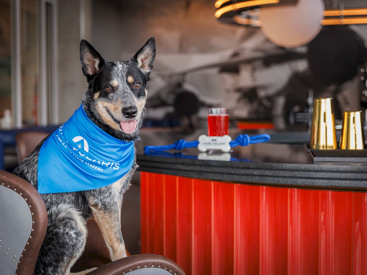 A dog wearing a blue bandana sits on a chair at a bar with drinks and gold shakers on the counter.