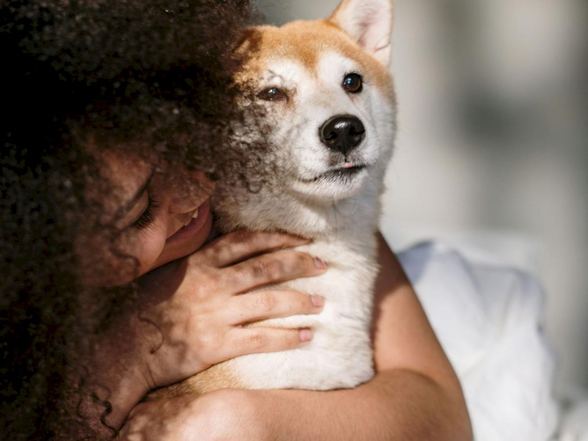 A person is hugging a dog while lying in bed under white sheets. The dog has light fur and pointy ears and seems relaxed in the person's embrace.