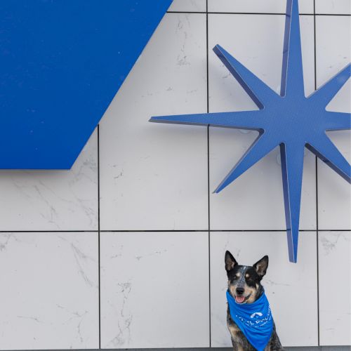 A dog wearing a blue bandana sits in front of a white wall with a large blue geometric design and star.