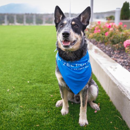 A dog wearing a blue bandana sits on green grass next to a flower bed, with mountains visible in the background.