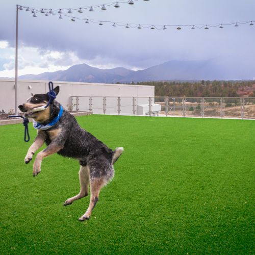 A dog is jumping on green artificial grass with mountains in the background under a cloudy sky, near a building and string lights.