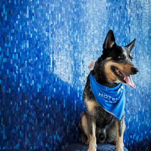 A dog wearing a blue bandana sits on a stool against a patterned blue wall, looking to the side with its tongue out.