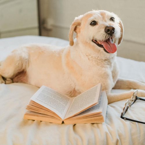 A happy dog is lying on a bed beside an open book and a pair of eyeglasses.