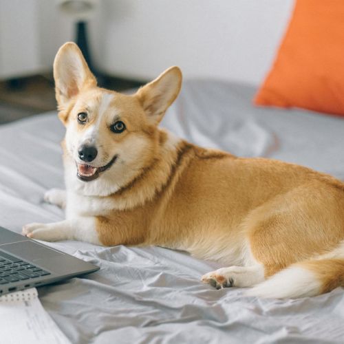 A cheerful dog is lying on a bed next to an open laptop and a notebook, giving a playful look to the camera.