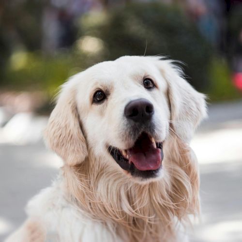 The image shows a close-up of a happy white Labrador Retriever, with its mouth open and tongue slightly out, standing outdoors in a park-like setting.