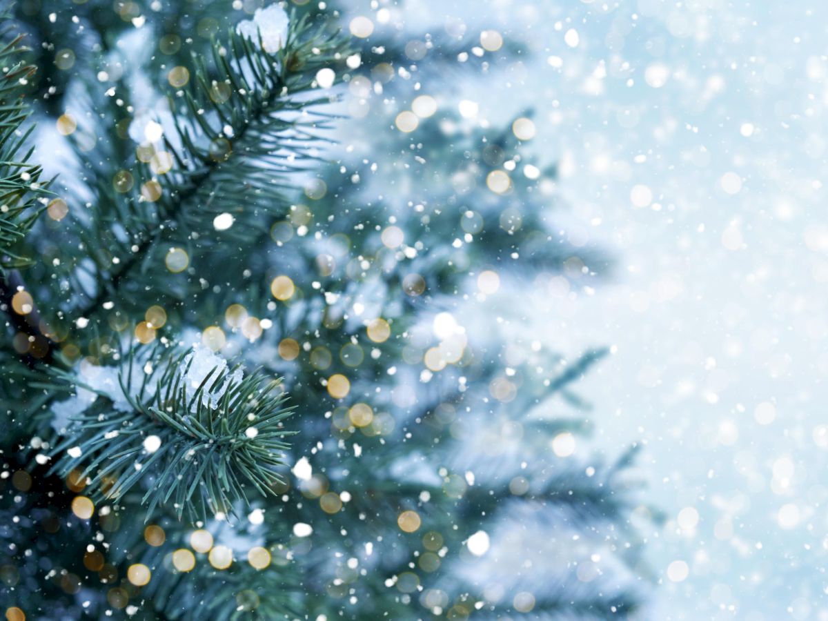 Snow-covered evergreen branches with soft-focus bokeh lights in the background, creating a wintry scene.