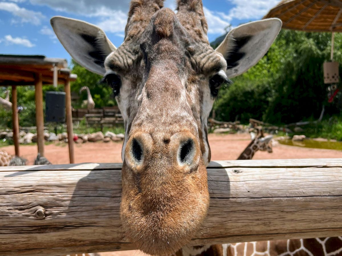 A giraffe sticking its head over a wooden fence in a zoo setting, with another giraffe partially visible in the background.