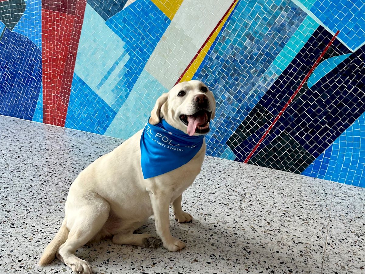 A dog with a blue bandana sits on a speckled floor in front of a colorful geometric mosaic wall.