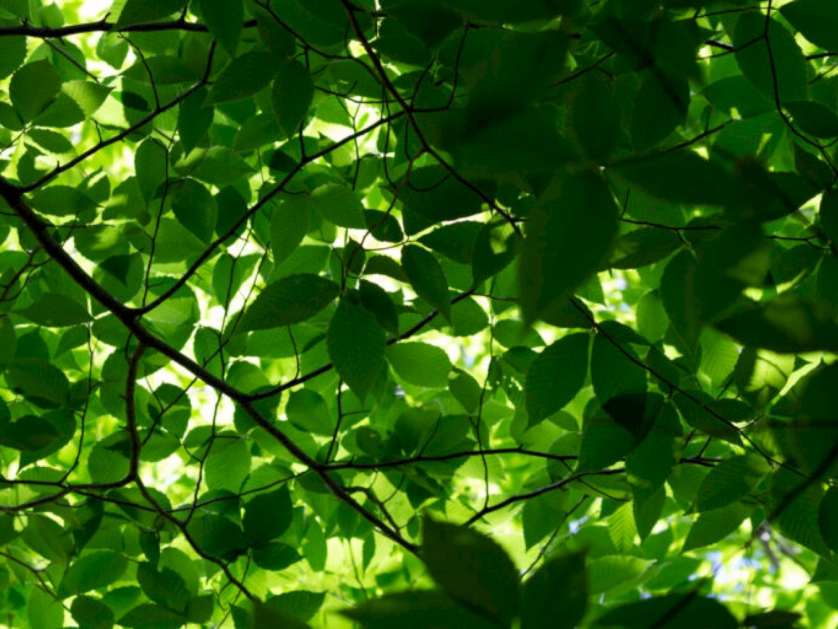 A lush canopy of green leaves, sunlight filtering through, creating a natural, serene pattern above.